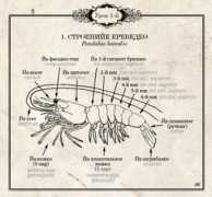Krevedko