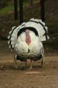 Krocan