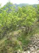 en.balcanica.info Krupnik