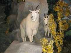 royalsreview.com Ksal