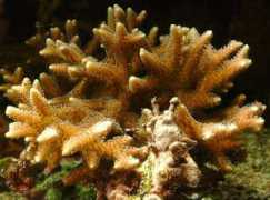 ultimatereef.com Kseri