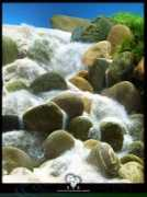 akvaryumportali.net Kumdan