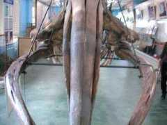 catv296.ne.jp Kumoni