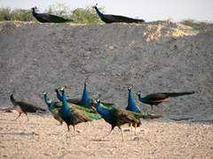 wayn.com Kunjukrishnan