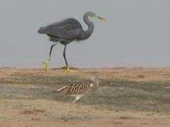 wayn.com Kunjukrishnan