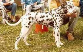 dalmatin-club.ru Kuntari