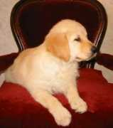 rogerwiek.com Kutsik