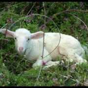 fotokritik.com Kuzucuk