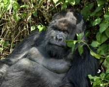 gorilladoctors.wildlifedirect.org Kwitonda