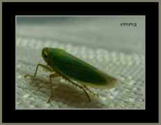 galeriafoto.com Lacusta