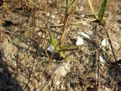 deltadunarii.info.ro Lacusta