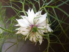 artwanted.com Ladbrook