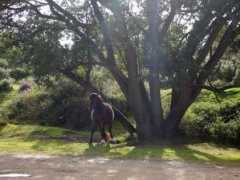 artwanted.com Ladbrook