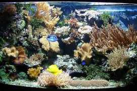 archiv.korallenriff.de Ladstaetter