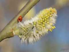 gallery.egyptsons.com Ladybird