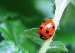 Ladybirds