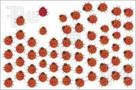 Ladybirds