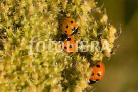 Ladybirds