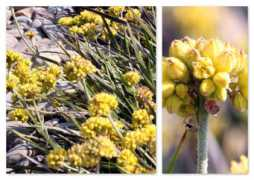 alexandrasynac.blog.idnes.cz Ladycroft