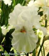 bluejiris.com Ladymarie