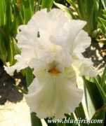 bluejiris.com Ladymarie