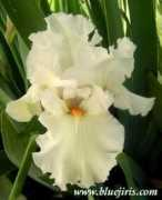 bluejiris.com Ladymarie