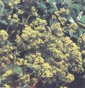 michellesgarden.com Ladysman