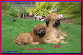 Laffee