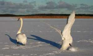 leivo.ekstreem.ee Lahel