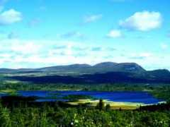 zoologi.su.se Laikre