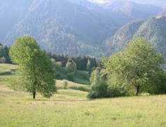Laione