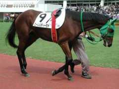 clubhorse.sakura.ne.jp Lairel