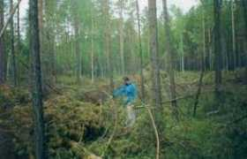 forestsmonitor.org Laletin