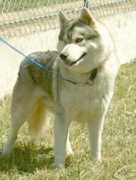 inivruk.free.fr Lamand