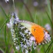 aramel.free.fr Lamarlere