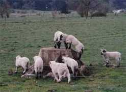 sheepthrillz.com Lambies