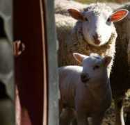 fiberfarm.com Lambies