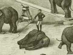 article.wn.com Lambujon