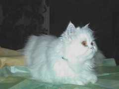 pierre.pfeiffer.free.fr Lamiss