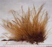 marinespecies.org Lamouroux