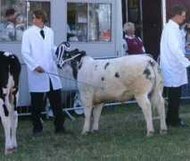 britishcharolais.com Lampshire