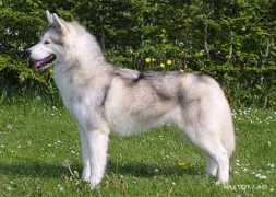 Lamse