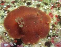 slugsite.us Lancei