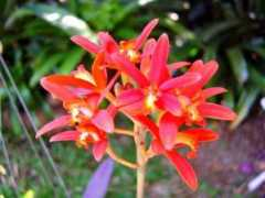 orchidspecies.com Langieri