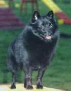 schipperke-rozdekerhas.com Langrois