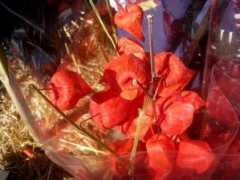 Lanterns