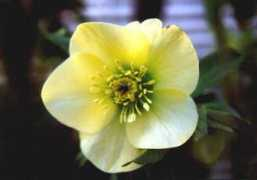 lists.cassiopea.org Laprele