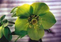 lists.cassiopea.org Laprele