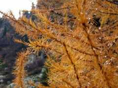 magicoveneto.it Larici