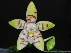 phals.net Larkes